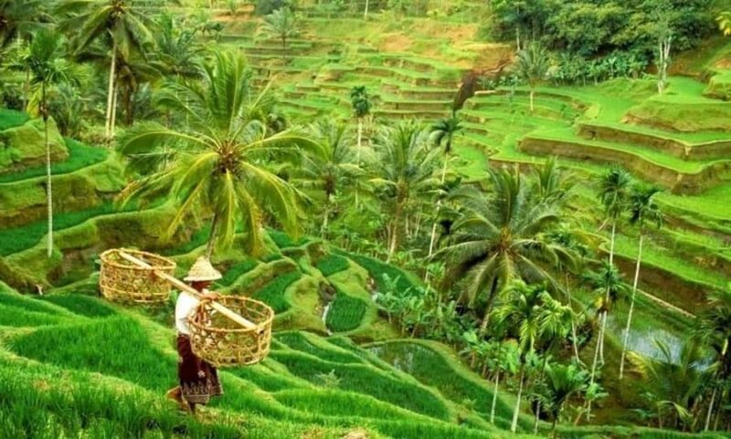 Ubud: Rice Planting, Coconut Oil Class and Waterfall - FAQ