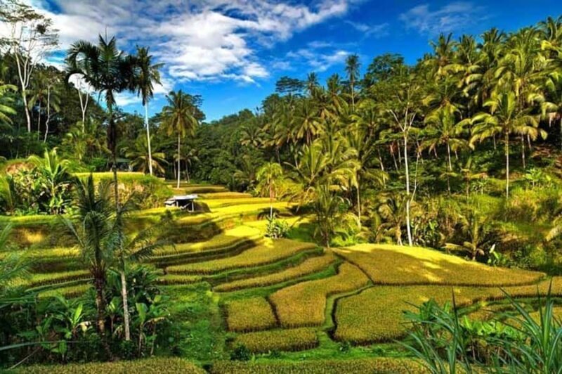 Ubud: Rice Planting, Coconut Oil Class and Waterfall - The Sum Up