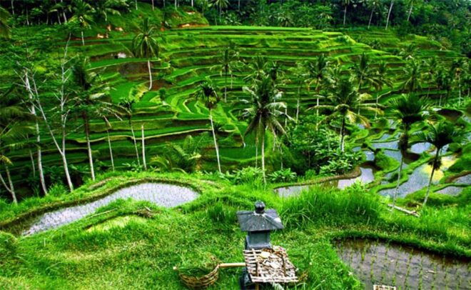 Ubud : Rice Terrace, Monkey Forest and Waterfall - Cancellation Policy