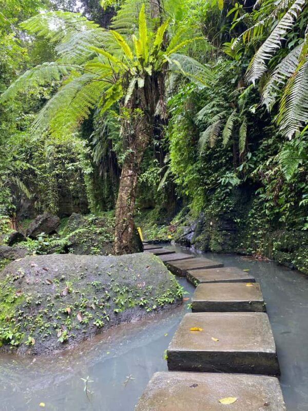 Ubud: Rice Terrace, Monkey Forest, Temple, & Waterfall - An In-Depth Look at the Tour