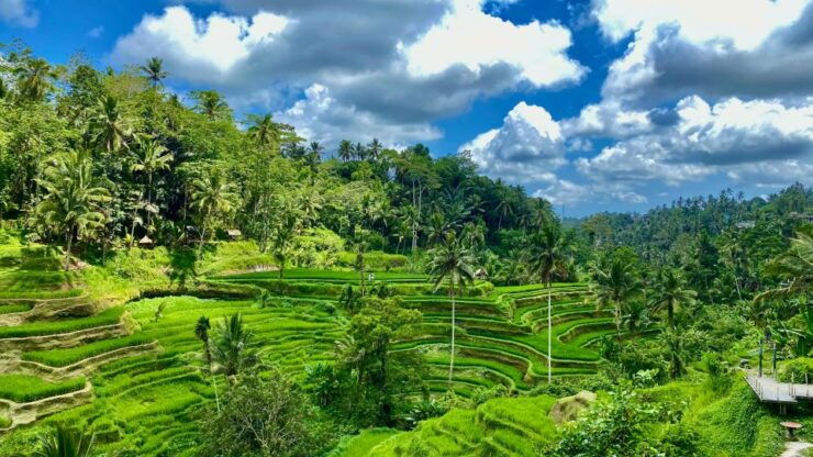 Ubud Rice Terrace, Waterfall, and Temple Guided Trip Bali - Booking Information