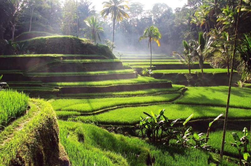 Ubud: Rice Terrace, Waterfall, & Elephant Cave - FAQ