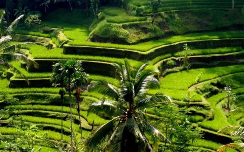 Ubud: Rice Terrace, Waterfall, & Elephant Cave - Good To Know
