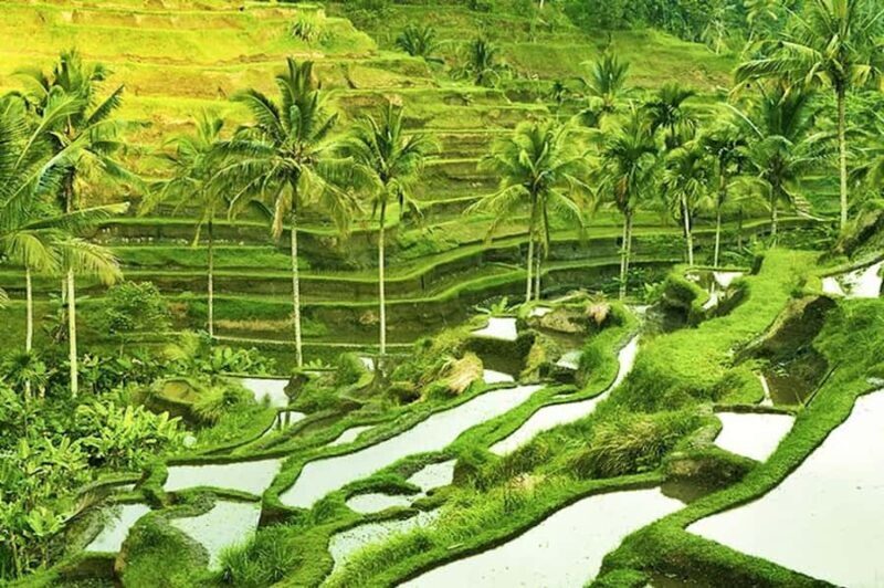 Ubud: Rice Terrace, Waterfall, & Elephant Cave - FAQs