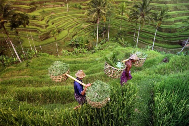 Ubud: Rice Terraces & Villages Half-Day Fat Tire E-Bike Tour - Activity Details