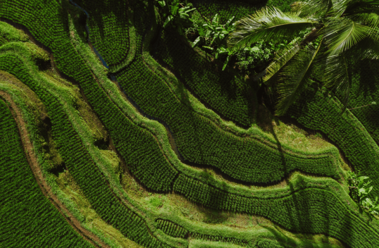 Ubud: Saraswati Temple, Monkey Forest, Art Market, Waterfall - Key Points