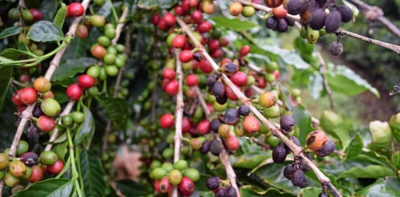 Ubud: Silver Jewelry and Coffee Tasting - An Overview of Ubud: Silver Jewelry and Coffee Tasting