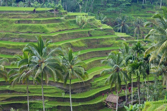 Ubud Surounding Tours - Reviews and Ratings Analysis