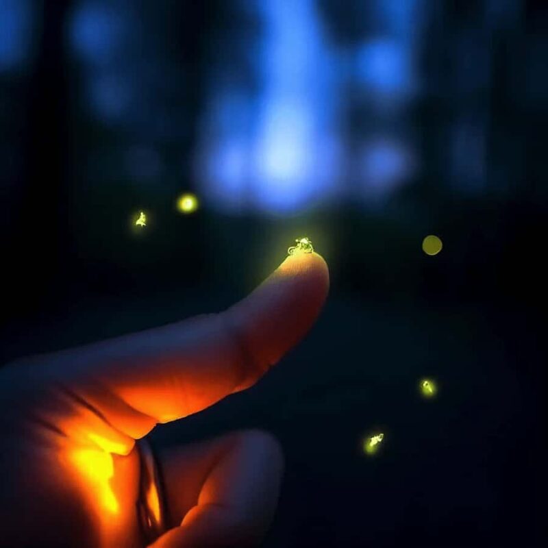 Ubud: Taro Village Firefly Excursion with a Vegetarian Meal - Ubud: Taro Village Firefly Excursion with a Vegetarian Meal – An Authentic Night in Bali