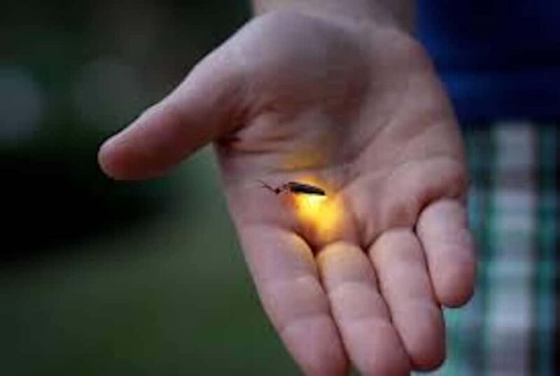 Ubud: Taro Village Firefly Excursion with a Vegetarian Meal - Good To Know