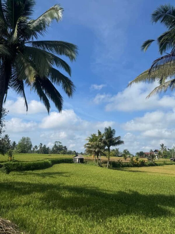 Ubud: Taro Village Firefly Excursion with a Vegetarian Meal - Final Thoughts