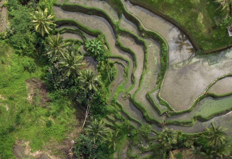 Ubud: Tegalalang Rice Terrace Photos Tour With Swing Ticket - Experience Highlights