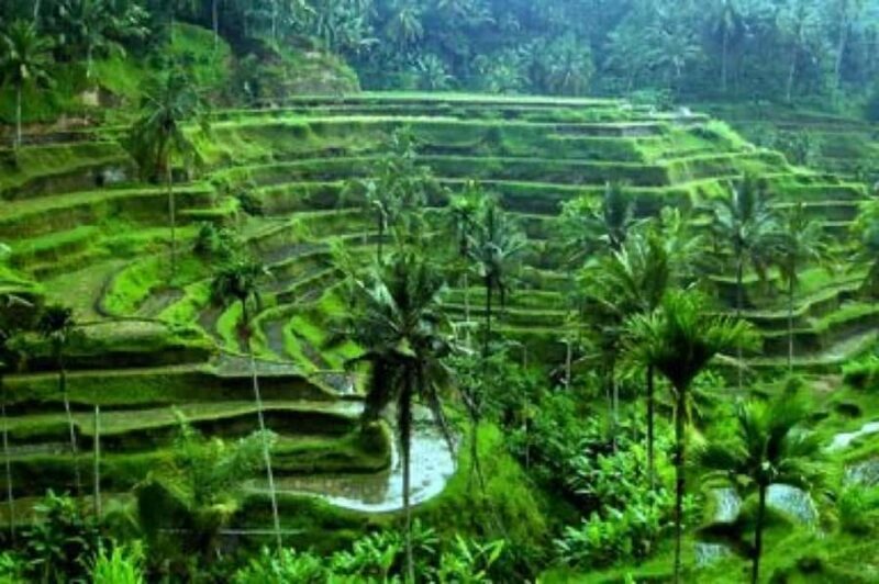 Ubud: Telaga Waja Temple, Waterfalls- Mancingan Rice Terrace - FAQs