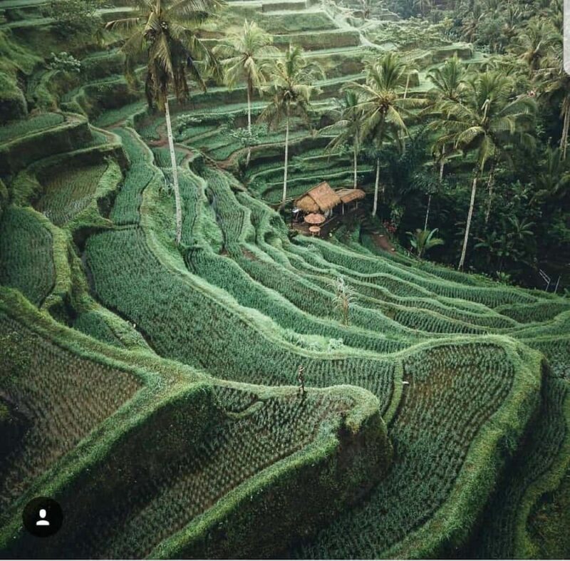 Ubud: Tirta empul temple, Rice terrace and Waterfall - The Experience from the Eyes of Past Travelers