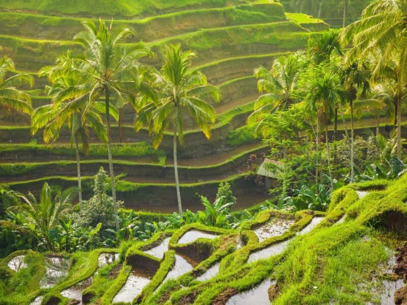 Ubud: Tirta Empul Temple, Rice Terraces, and Waterfall Tour - Who Will Love This Tour?