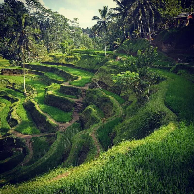 Ubud Top tour in a day - Overview of the Tour