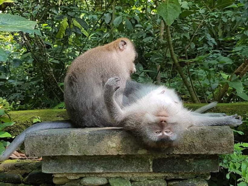 Ubud Top tour in a day - Authentic Experiences & Insights from Travelers