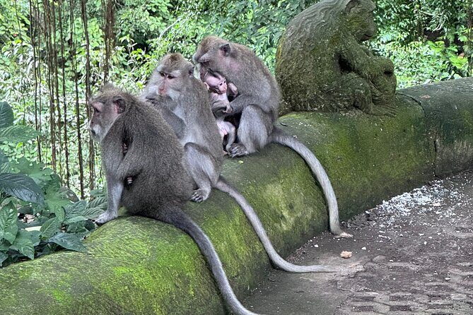 Ubud Top Tours to Discover Balis Cultural and Natural Wonders - A Fully Packed Itinerary: What to Expect