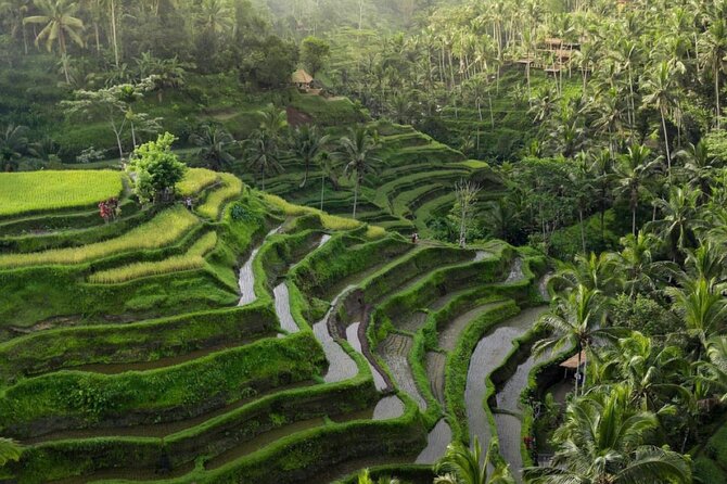 Ubud Tour-All Inclusive With Jungle Swing and Lunch - Tour Highlights and Itinerary
