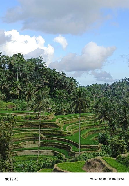 UBUD Tour and Swing - Key Points