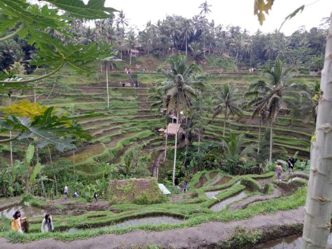 UBUD Tour and Swing - Accessibility Features