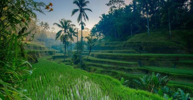 Ubud Tour Bali: Nature, Waterfall, and Cultural Experience - Visiting Tegallalang Rice Terraces