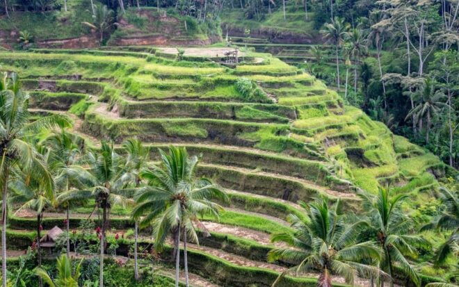 Ubud Tour Bali: Nature, Waterfall, and Cultural Experience - Exploring Tegenungan Waterfall