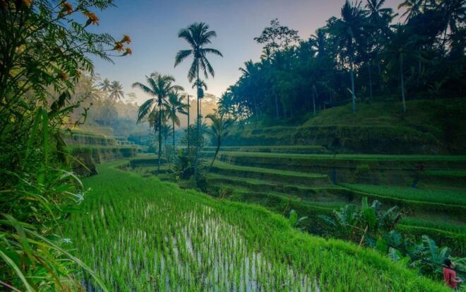 Ubud Tour Bali: Nature, Waterfall, and Cultural Experience - Discovering Tirta Empul
