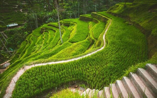 Ubud Tour Bali: Nature, Waterfall, and Cultural Experience - Ubuds Arts and Crafts Scene