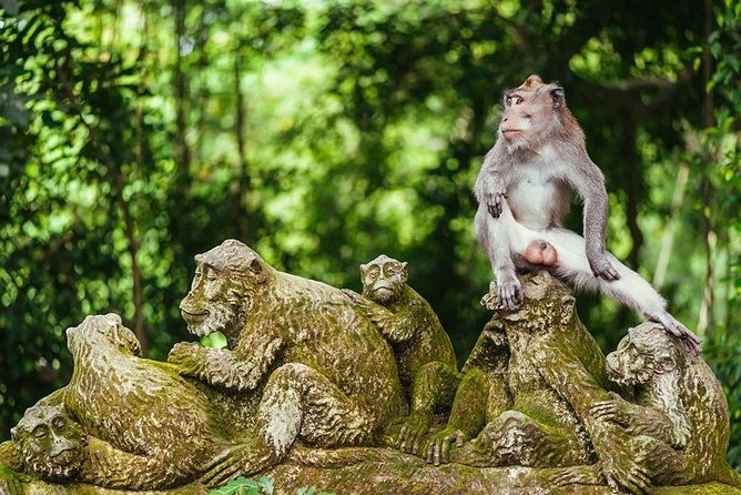 Ubud Tour - Best Of Ubud & Swing - All Inclusive - Tour Highlights