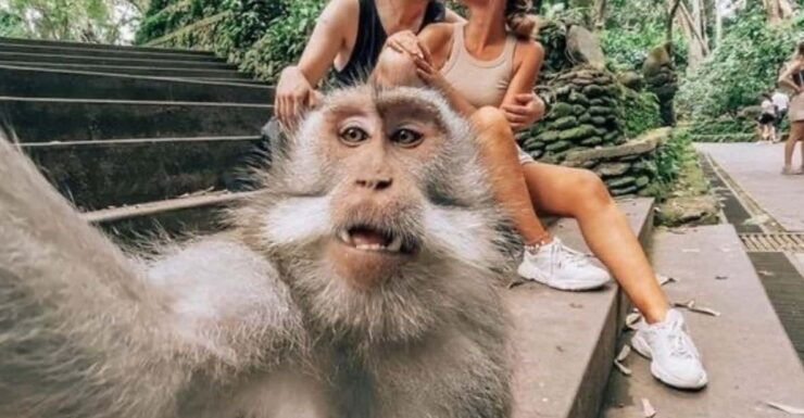 Ubud Tour: Lovely Day With Highlight of Ubud - Key Points