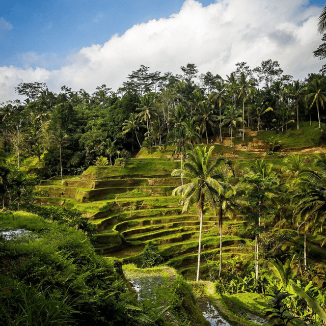 Ubud Tour: Lovely Day With Highlight of Ubud - Itinerary Details