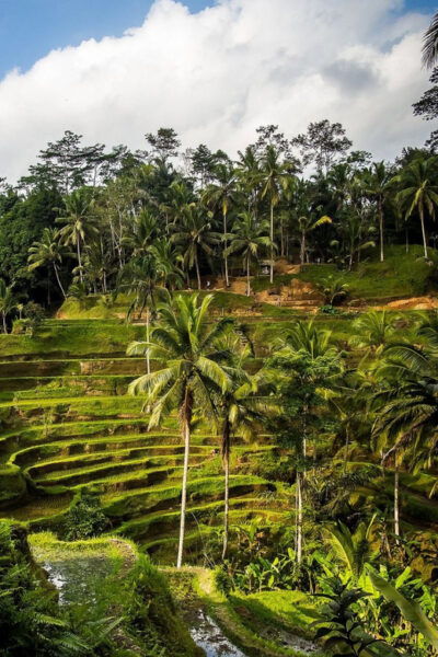 Ubud Tour: Lovely Day With Highlight of Ubud - Tips for a Great Experience