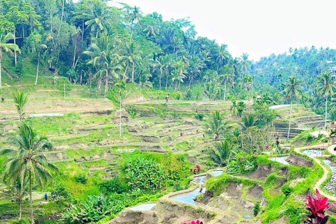 Ubud Tour Monkey Forest, Rice Terrace, Swing, Temple, Waterfall - The Itinerary Breakdown