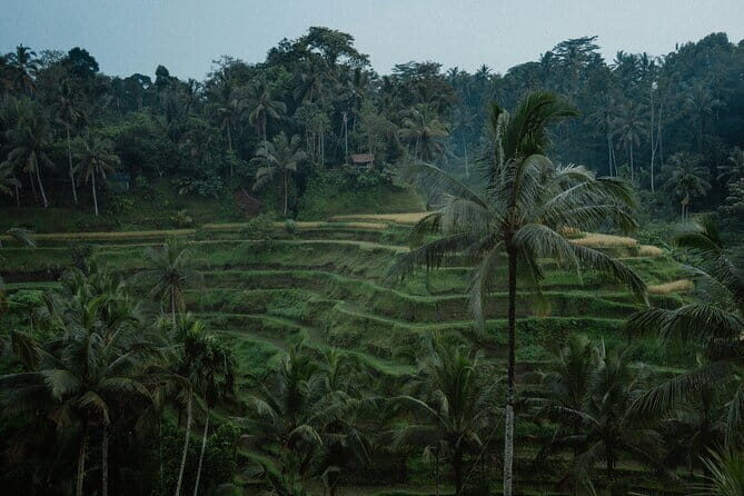 Ubud Tour: Monkey Forest, Rice Terrace, Waterfall, Water Temple - An In-Depth Look at the Ubud Day Tour