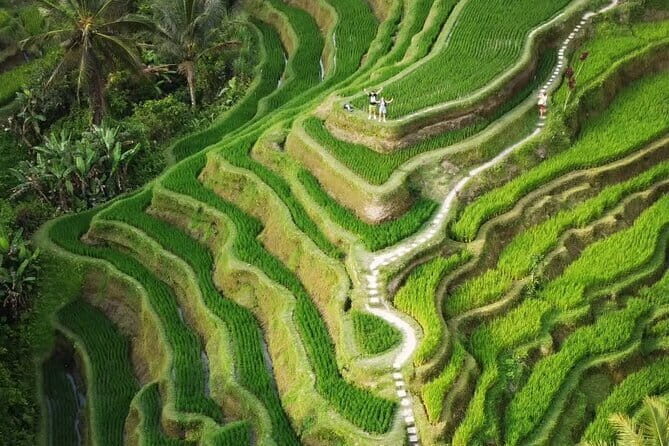 Ubud Tour: Monkey Forest, Rice Terrace, Waterfall, Water Temple - Good To Know