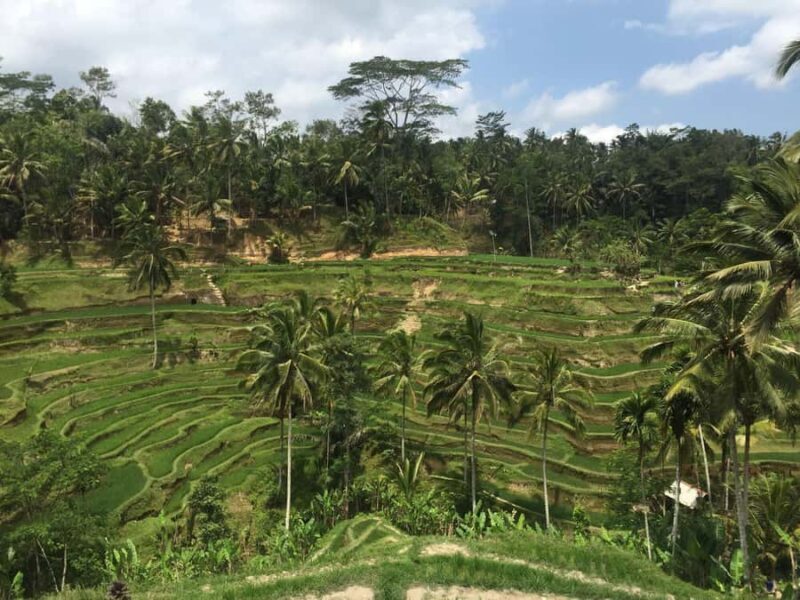 Ubud Tour Monkey Forest Rice Terraces Bali Swing Tirta Empul - A Deep Dive into the Ubud Tour Experience