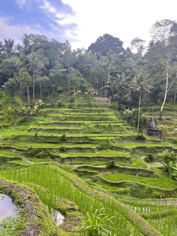 Ubud Tour Monkey Forest Rice Terraces Bali Swing Tirta Empul - Good To Know