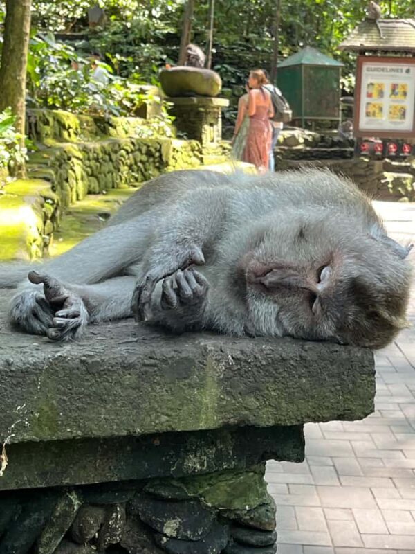 Ubud Tour Monkey Forest Rice Terraces Bali Swing Tirta Empul - Authentic Insights from Tour Participants