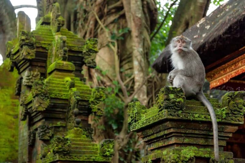 Ubud Tour: Monkey Forest, Water Temple & Jungle Club Fun Day - Introduction: A Day of Culture and Nature in Ubud