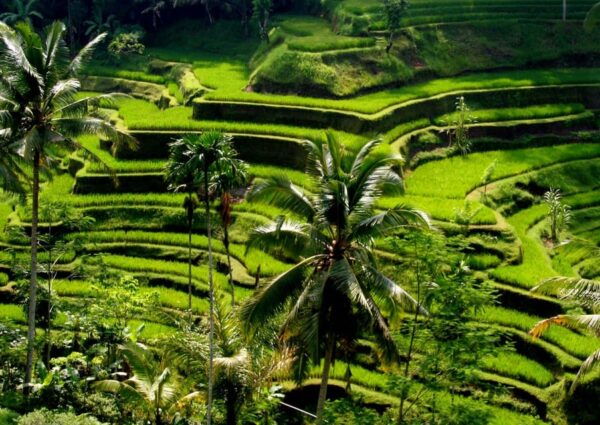 Ubud: Tour Quad Bike, Monkey Forest, Tegalalang Rice Terrace - Exclusions and Important Notes