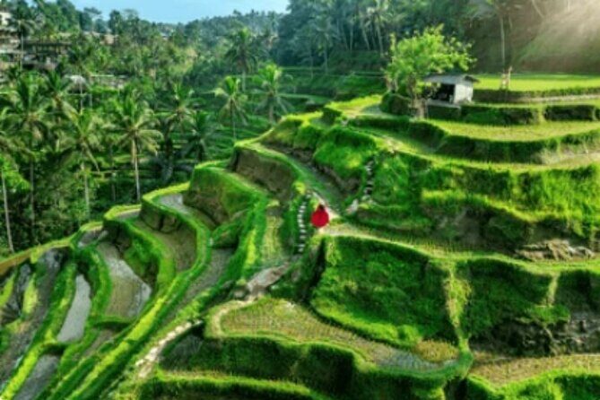 Ubud Tour: Waterfall, Sacred Temple, Rice Terrace, Monkey Forest - What to Expect from the Ubud Tour: An In-Depth Look