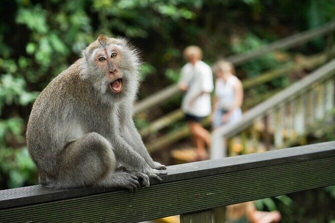 Ubud Tour: Waterfall, Sacred Temple, Rice Terrace, Monkey Forest - The Sum Up