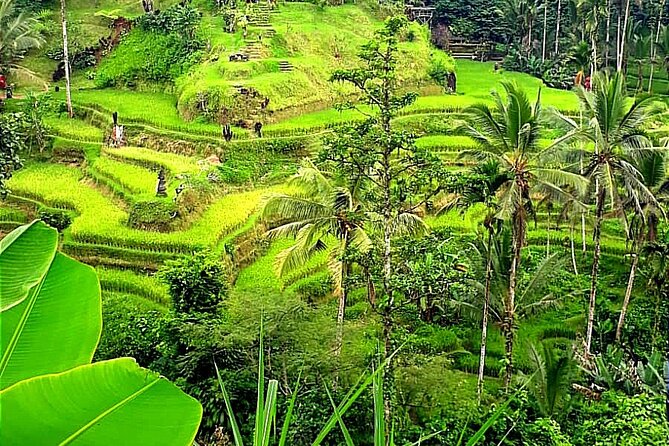 Ubud Tour With All Includes - Driver Feedback