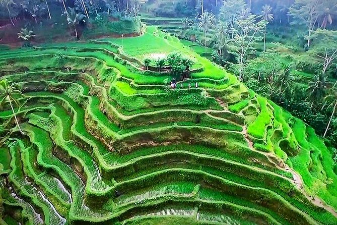 Ubud Tours: Culture, Palace, Temple, Rice Field Walks, Local Show, Monkey Forest - Ubud Culture Tour
