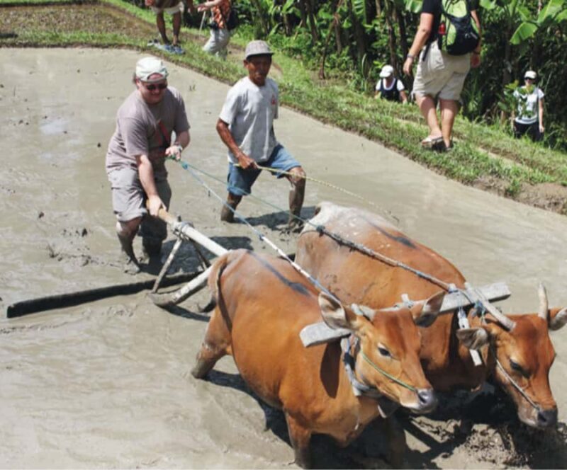 Ubud: Traditional Rice Farming Experience - Good To Know