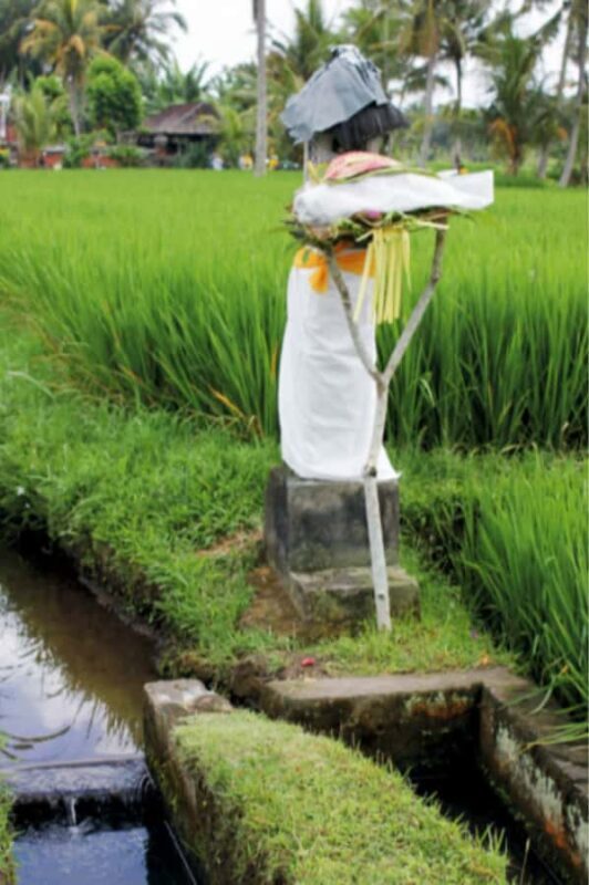 Ubud: Traditional Rice Farming Experience - Practicalities and Comfort