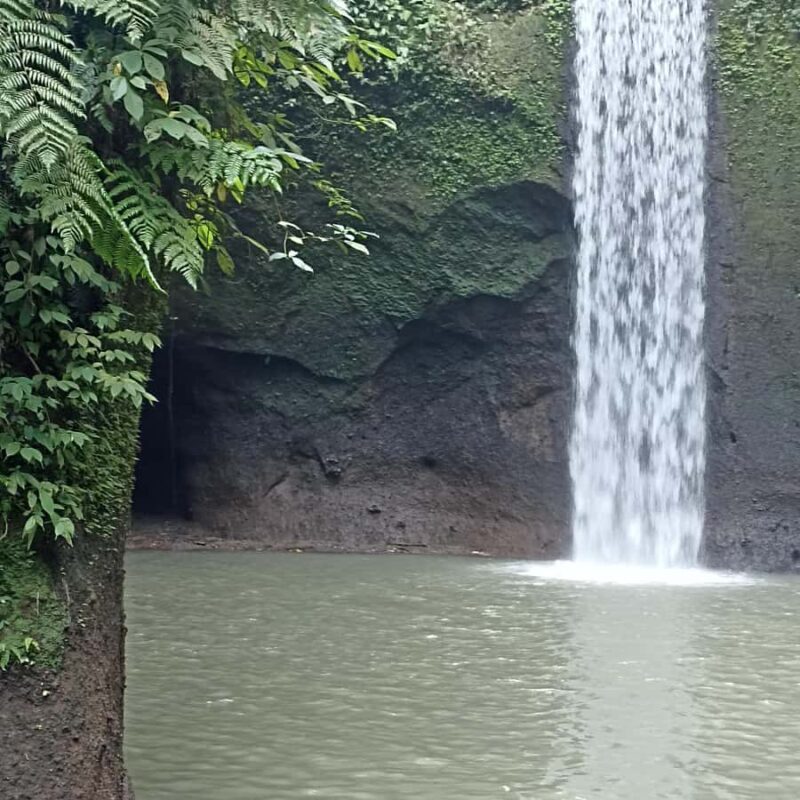 ubud trip monkey forest sanctuary - Good To Know