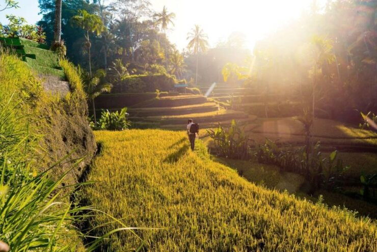 Ubud Twilight: Rice Terraces, Art, & Cultural Feast - Good To Know