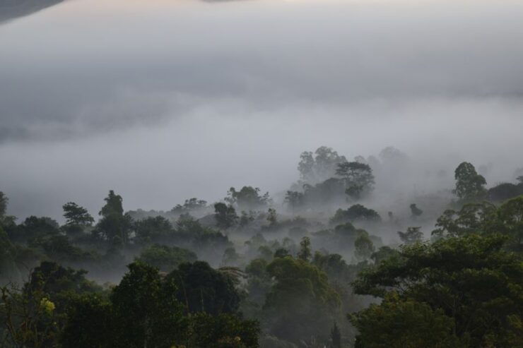 Ubud & Volcano Hot Springs Tours - Activity Details